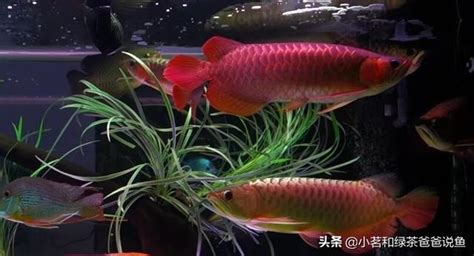 龍魚混養|【可與龍魚混養的魚】最適合龍魚作伴！不可不知的5種混養魚攻。